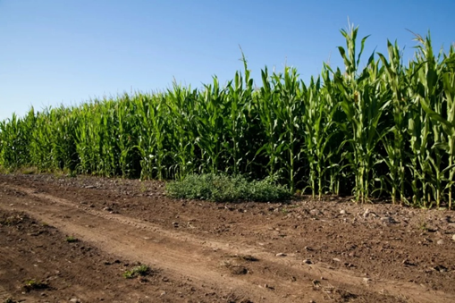 Campo de maíz